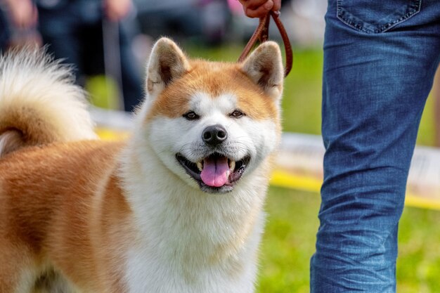 Perro Akita cerca de su amo durante un paseo. Hombre en jeans con un perro en el parque