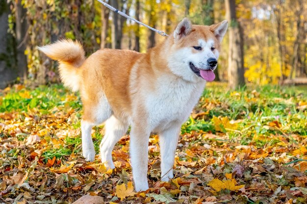 Perro Akita con correa durante un paseo en un parque de otoño