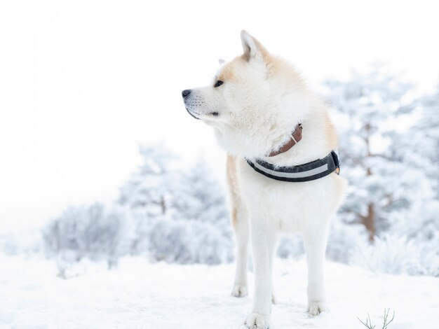 Perro Akita inu con arnés, en la nieve.