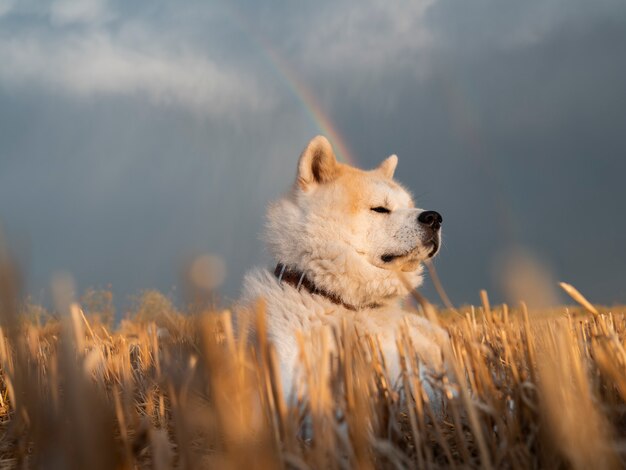 Un perro Akita Inu en un campo de trigo en un día nublado