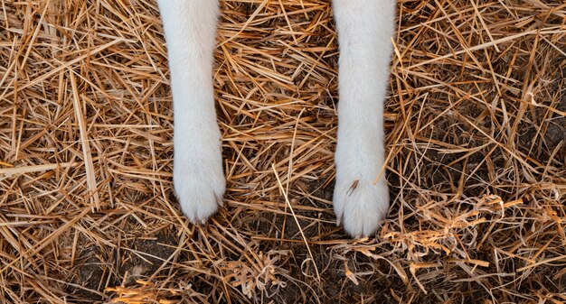 Un perro Akita Inu en un campo de trigo en un día nublado