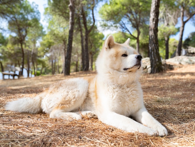 Perro Akita inu sentado en el bosque