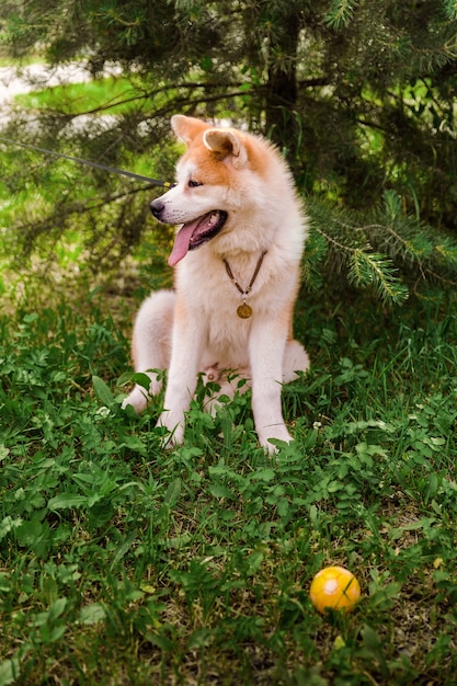 Perro Akita Inu sentado feliz en el bosque verde con una pequeña bola amarilla.
