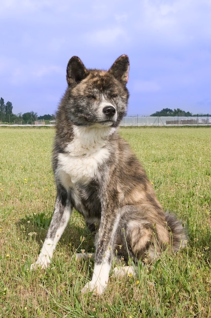 Perro Akita Inu