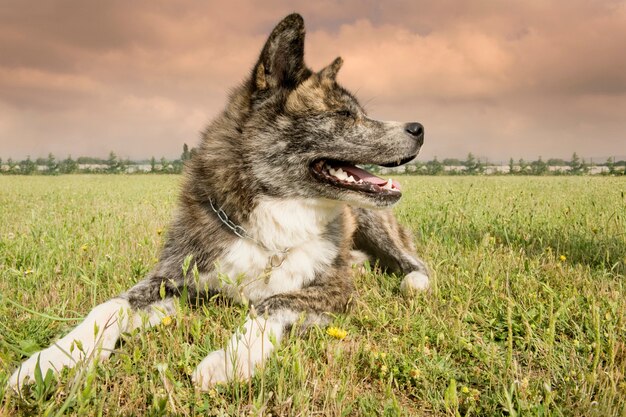 Perro Akita Inu