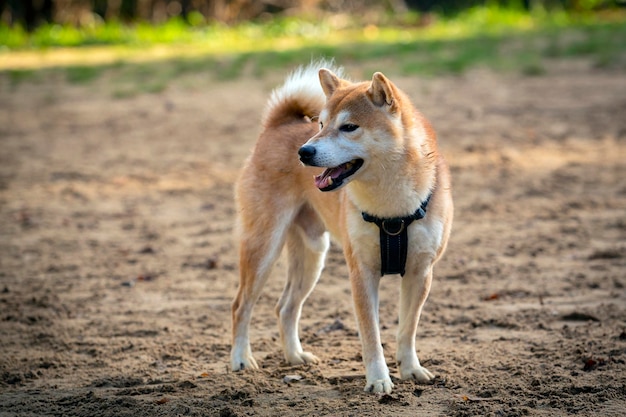 El perro Akita juega en el patio de juegos para perros. .