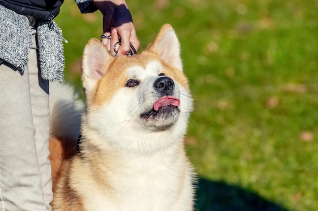 Perro Akita en el parque cerca de su amante