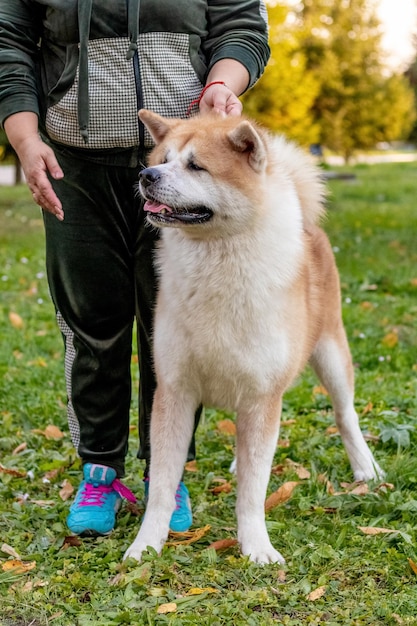 Perro Akita en el parque cerca de su amante