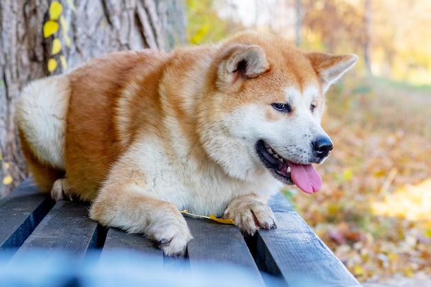 Perro Akita yace en un banco en un parque de otoño