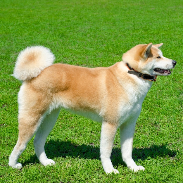 Perro akita