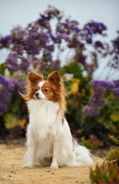 Perro al aire libre