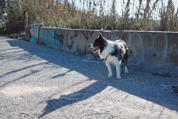 perro al aire libre