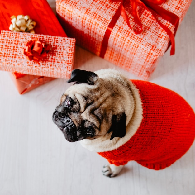 Perro al lado de cajas de regalo