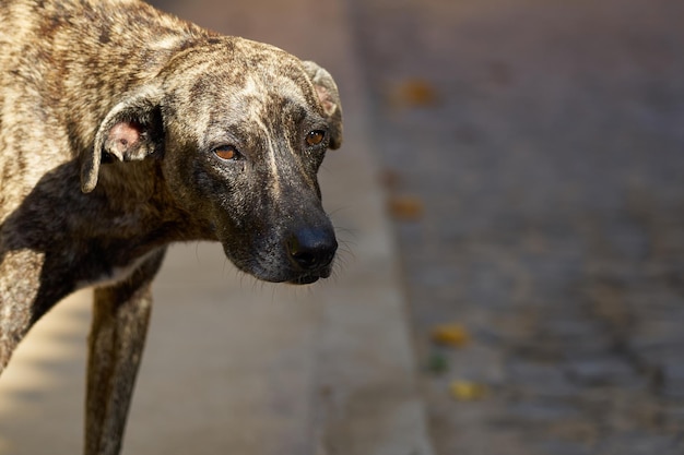 Un perro al sol con un camino borroso al fondo