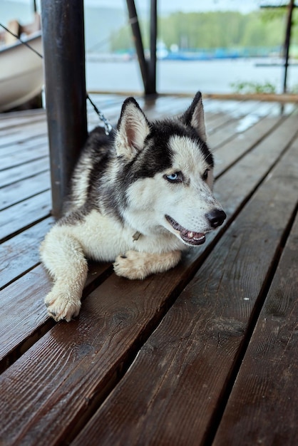 El perro Alaskan Malamute se encuentra en un muelle de madera