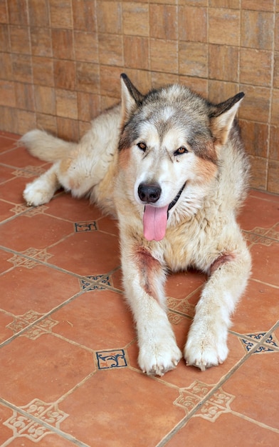 Un perro Alaskan Malamute mostrando la lengua