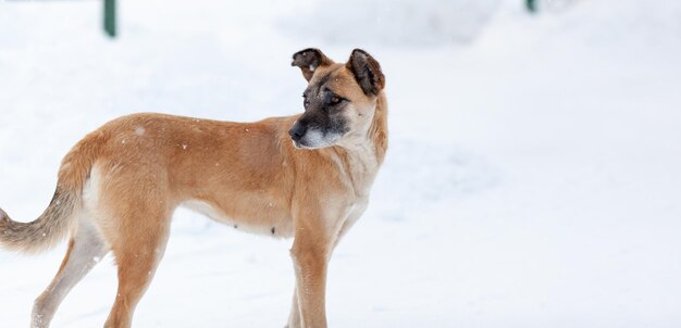 Un perro alegre y amable pasea por el parque en invierno, juega en la nieve. Una mujer acaricia y juega con un perro marrón y blanco en un parque de la ciudad en invierno.