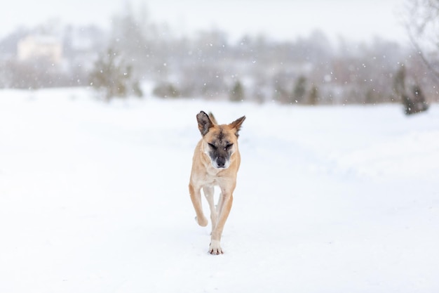 Un perro alegre y amable pasea por el parque en invierno, juega en la nieve.