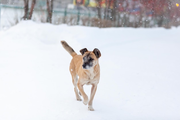 Un perro alegre y amable pasea por el parque en invierno, juega en la nieve.