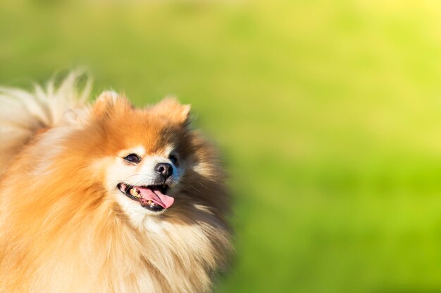 Perro alegre feliz de Pomeranian Spitz, perrito sonriente mullido que mira para arriba en fondo de la hierba verde. Copia espacio, lugar para texto.