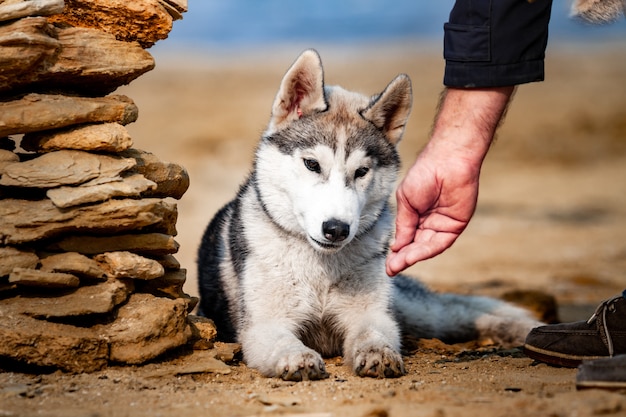 perro de alimentación Perro husky siberiano