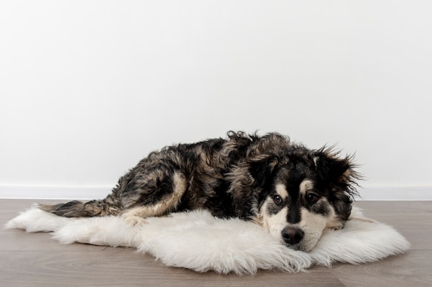 Foto perro de alto ángulo en casa sentado en la alfombra peluda