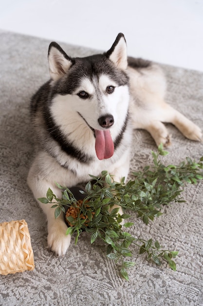 Perro de alto ángulo haciendo un lío con maceta