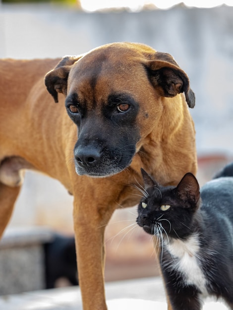 Perro amarillo abandonado y gato negro interactuando amigablemente