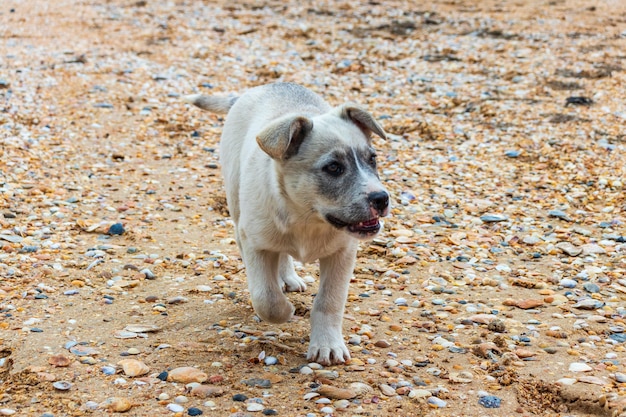 Perro amarillo en la playa