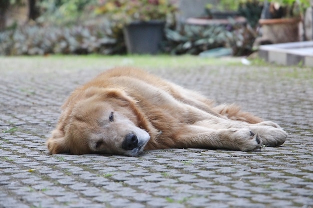 Un perro amarillo tirado en el piso.