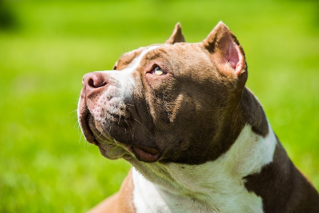 Perro American Bully de color chocolate está sobre la hierba verde