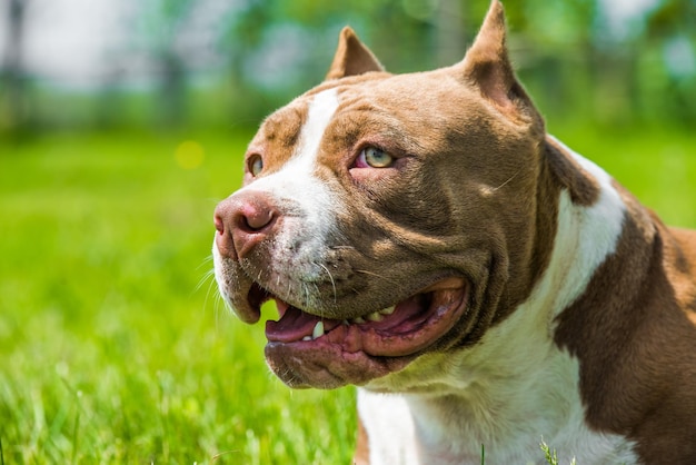 Perro American Bully de color chocolate está sobre la hierba verde