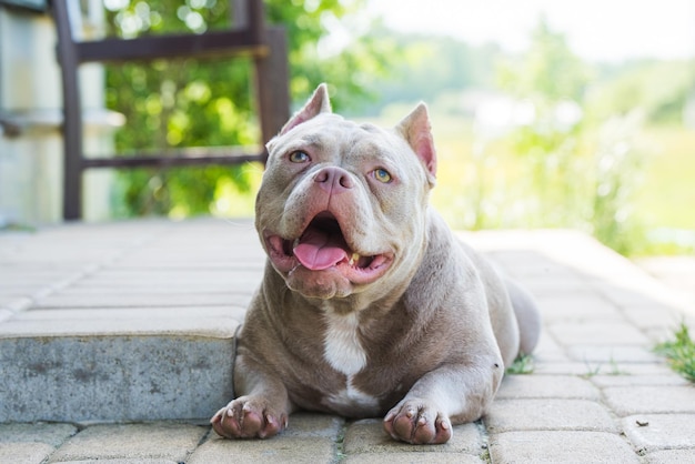 Perro American Bully de color lila está acostado en la puerta