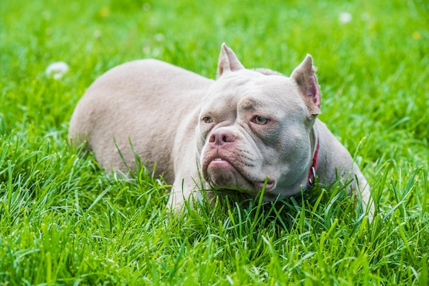 Perro American Bully de color lila está acostado sobre la hierba verde