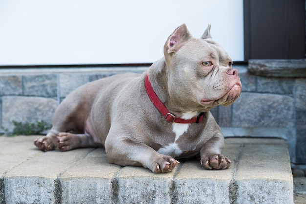 Perro American Bully de color lila protege el exterior de la casa