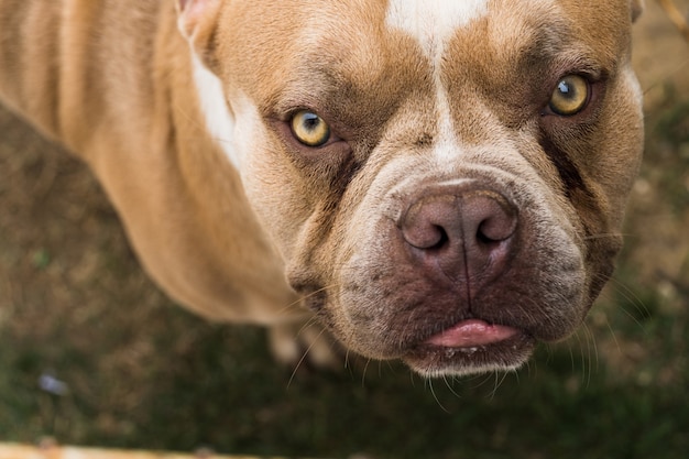 Perro American Bully en el jardín de la casa. Día soleado.