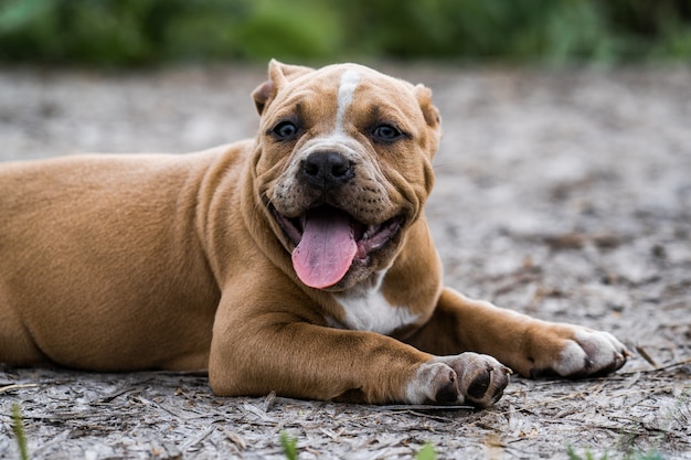 Perro American Pit Bull Terrier, retrato en la naturaleza.