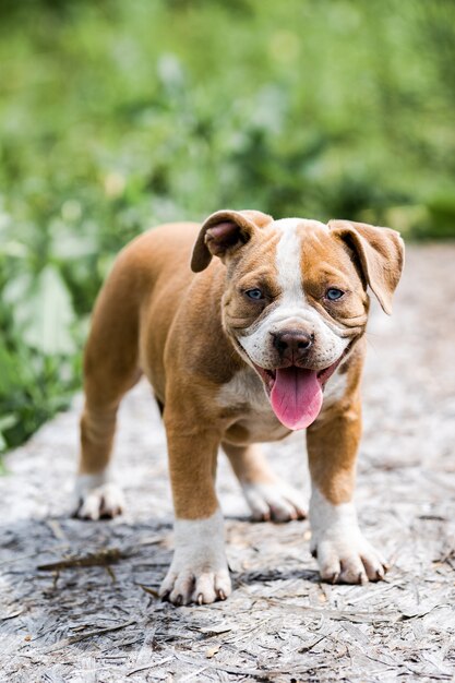 Perro American Pit Bull Terrier, retrato en la naturaleza.