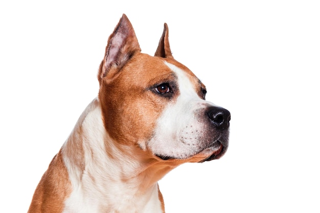 Perro american staffordshire terrier color marrón mirando hacia los lados primer plano aislado sobre fondo blanco Foto de alta calidad