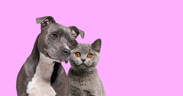 Perro American Staffordshire Terrier y gato británico de pelo corto juntos sobre fondo rosa