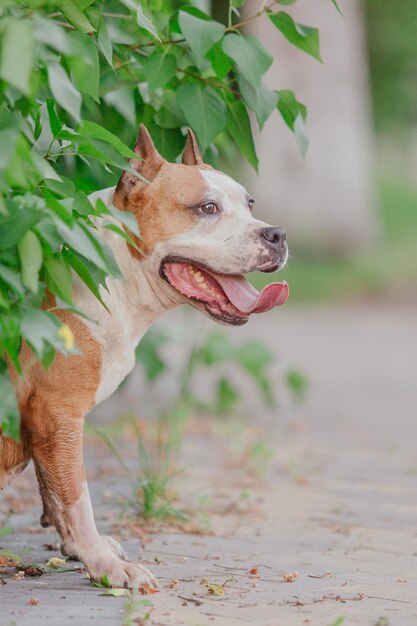 Perro American Staffordshire terrier en la mañana