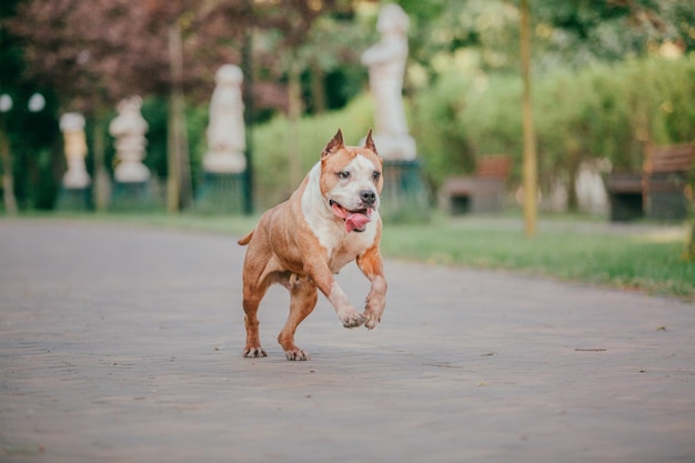 Perro American Staffordshire terrier en la mañana