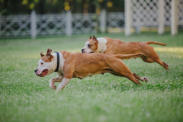 Perro American Staffordshire terrier en la mañana