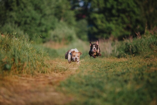 Perro American Staffordshire terrier en la mañana