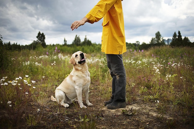 Perro amistoso obediente que mira al dueño en campo