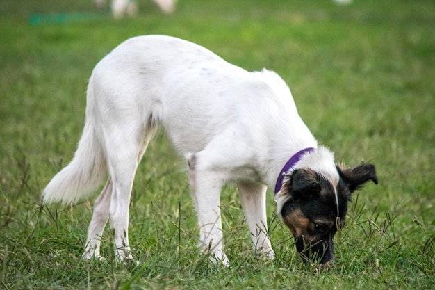 Perro amistoso en el parque Ratonero enólogo andaluz