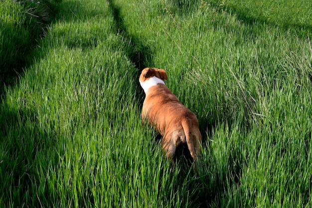 perro amstaff descansa caminando sobre la hierba