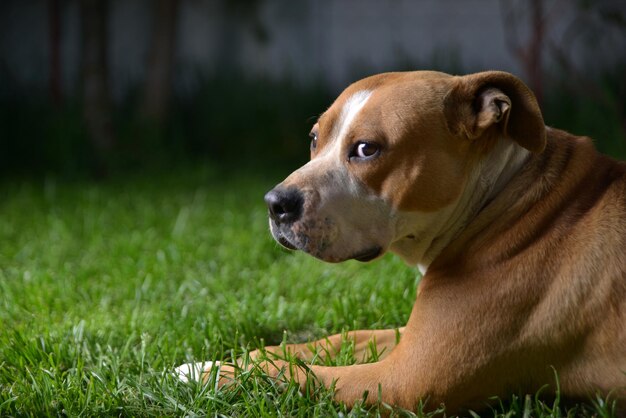 Perro amstaff senior tendido afuera en la hierba