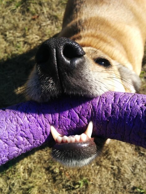 Foto perro con un anillo de goma