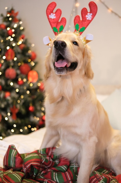 Perro año nuevo, Navidad. Perro perdiguero de oro